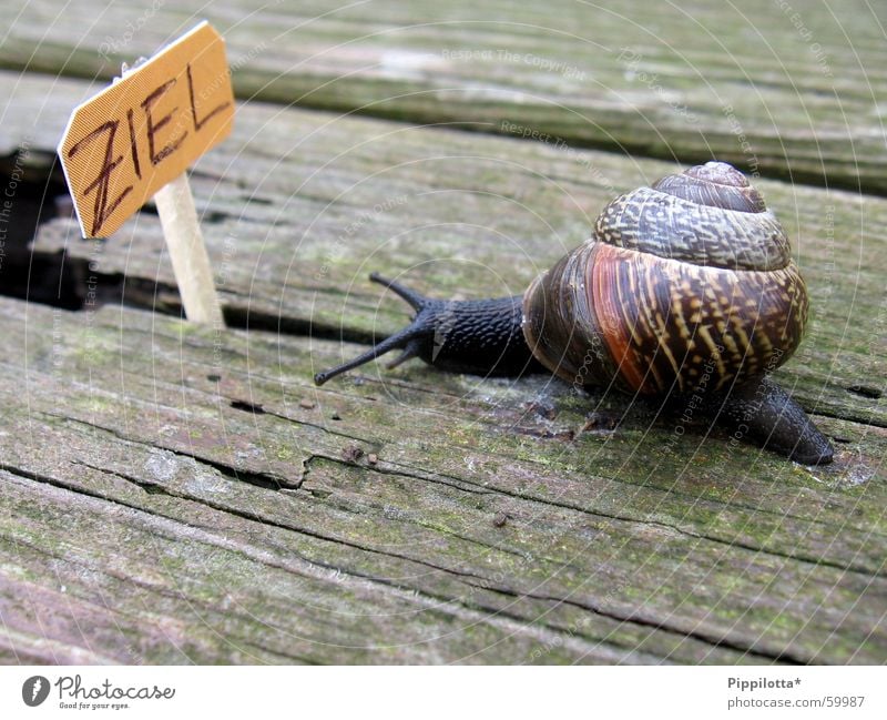 ...auf dem weg... langsam Holz Karriere Schnecke Ziel Wege & Pfade ziel erreicht Erfolg Schilder & Markierungen Natur klein streichholzm Stolz