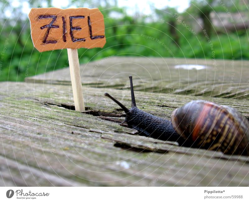 ...ins Ziel klein langsam Holz untergehen Streichholz grün Karriere Beruf Schnecke Wege & Pfade Erfolg Schilder & Markierungen Natur Stolz Suche Leben