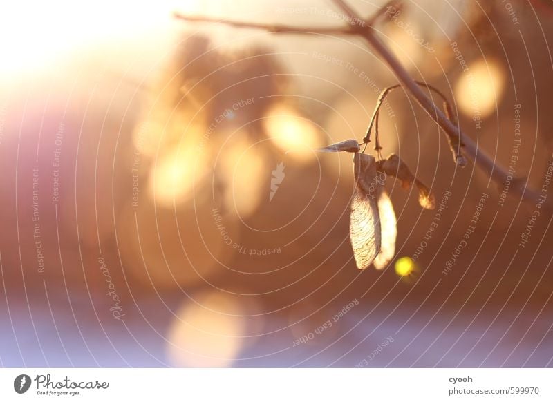 Licht. Natur Sonnenlicht Herbst Winter Wald atmen beobachten leuchten träumen dehydrieren Wachstum hell trocken Wärme weich blau braun mehrfarbig gold