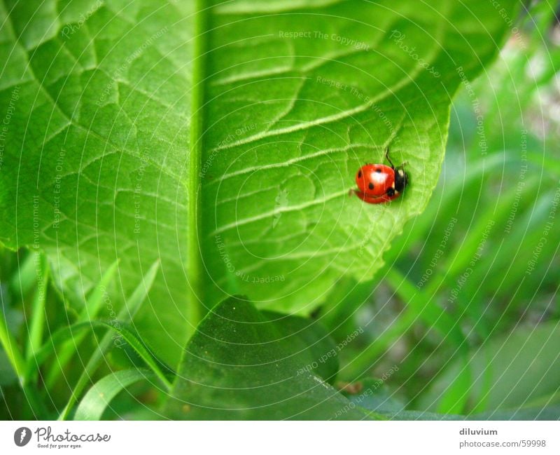 blattunterseite grün rot schwarz Marienkäfer Blatt Gras Stengel Gefäße Punkt