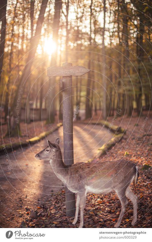 ich glaub' ich steh' im Wald! Jagd wandern Umwelt Natur Herbst Baum Tier Wildtier Zoo Streichelzoo 1 Stimmung Lebensfreude Reh Wegekreuz Schilder & Markierungen