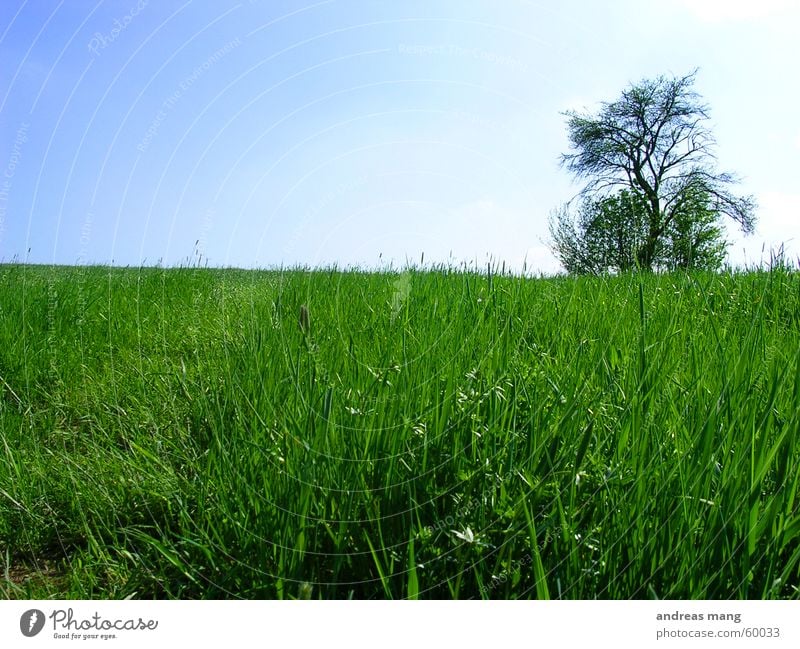 Lone Tree 01 Einsamkeit Baum Feld Gras Wiese Himmel sky tree field alone lonely