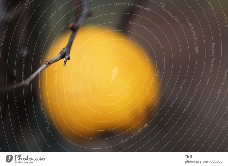 Pflanze Umwelt Natur Blühend ästhetisch elegant natürlich Gelassenheit geduldig ruhig Erholung harmonisch schön Farbfoto Außenaufnahme Nahaufnahme