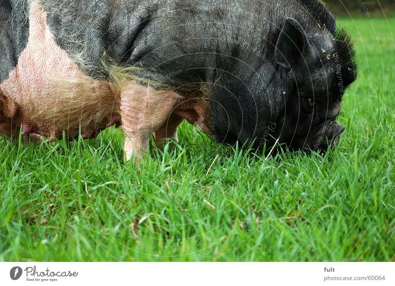 hängebauchschwein Schwein Sau Hängebauchschwein Nutztier Wiese Gras Fressen Eber Ohr Ernährung Bodenbelag Weide schwaz