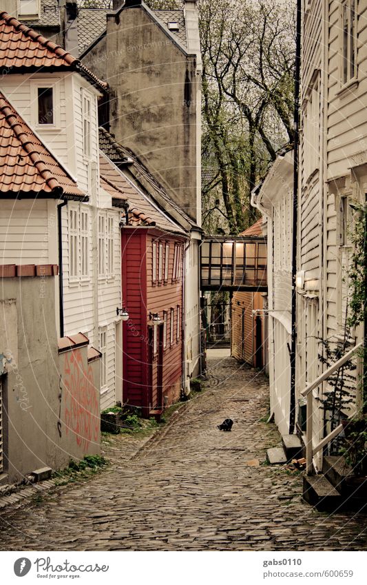 Schwarze Katz! Haus Dorf Fischerdorf Altstadt Menschenleer Fassade Dach Katze Holz füttern alt einfach frech gruselig braun grau rot weiß träumen Tod Einsamkeit