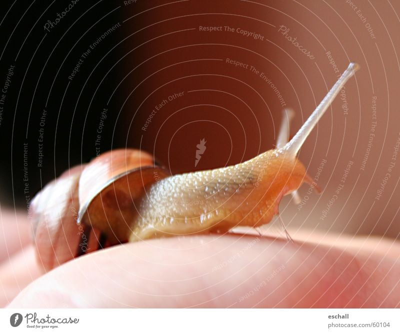 Rotauge Farbfoto Makroaufnahme Schwache Tiefenschärfe Haut Hand Tier Schnecke 1 krabbeln schleimig langsam Schneckenhaus Fühler Tag