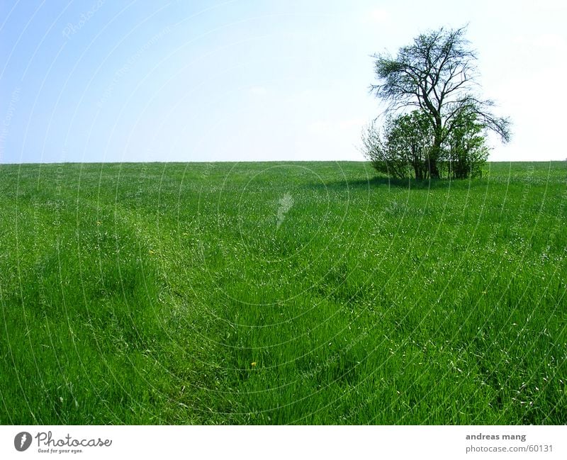 Lone Tree 02 Einsamkeit Baum Feld Gras Wiese Himmel sky tree field alone lonely