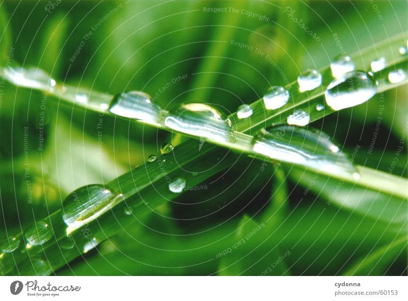 Wassertropfen I Gras Halm grün Seil Natur Detailaufnahme Makroaufnahme