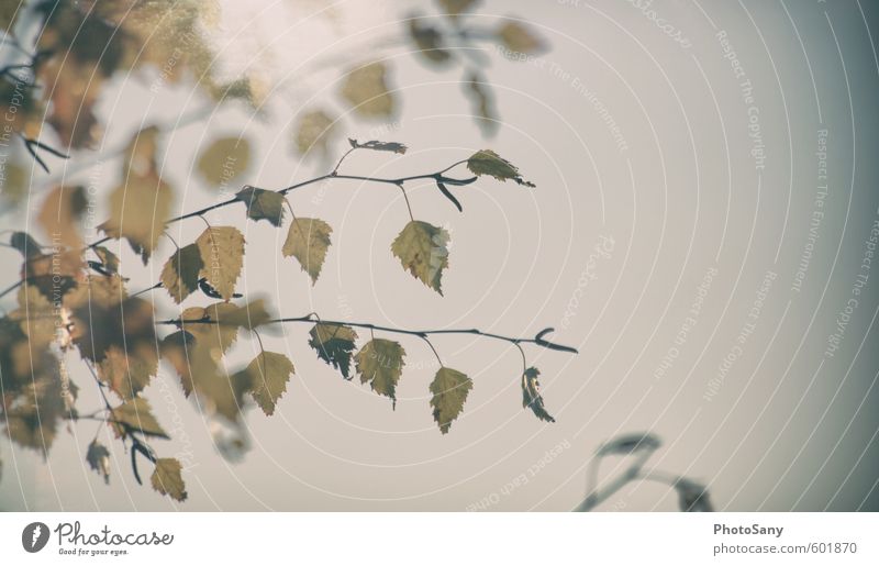 Der Winter tarnt sich gut als Herbst Natur Pflanze Baum Grünpflanze verblüht dehydrieren alt natürlich blau gelb Verfall Herbstlaub Birke Farbfoto Außenaufnahme