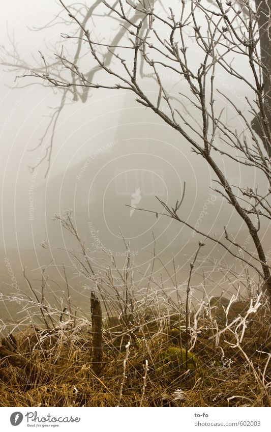 Haus im Nebel Umwelt Landschaft Frühling Winter Wetter Pflanze Gras Sträucher Moos Wiese Wald kalt beobachten versteckt kahl Farbfoto Gedeckte Farben