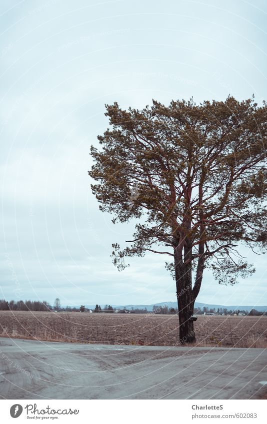 die Kiefer Natur Erde Wolken Herbst Winter Wetter schlechtes Wetter Baum Feld Hügel Stein Holz wandern warten nass natürlich blau Vorsicht Gelassenheit ruhig