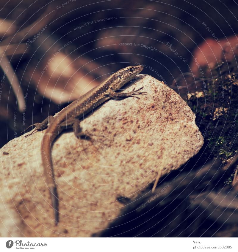 Mini-Saurier Natur Tier Erde Herbst Moos Felsen Wildtier Reptil Echte Eidechsen 1 dunkel Stein Farbfoto Gedeckte Farben Außenaufnahme Menschenleer Tag Schatten