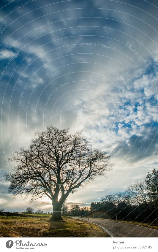 Landwegesrand Umwelt Natur Landschaft Himmel Wolken Sonnenaufgang Sonnenuntergang Sonnenlicht Frühling Schönes Wetter Baum Wiese Verkehrswege Straße Wachstum