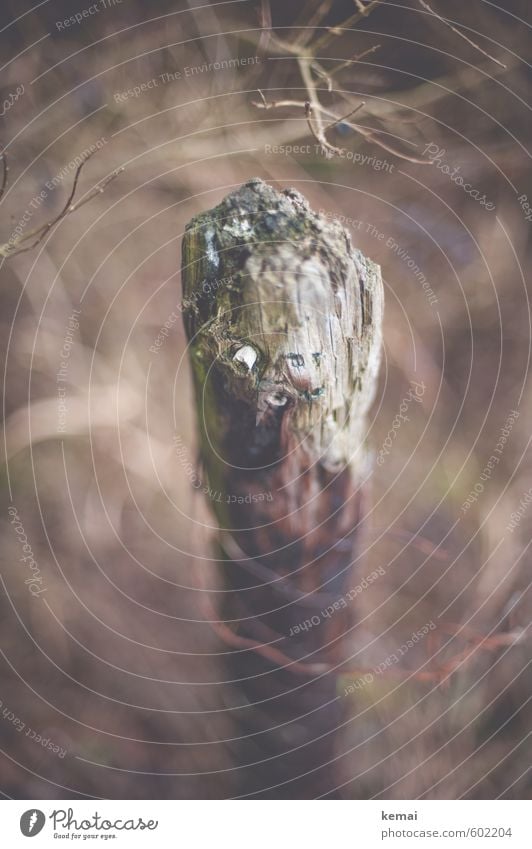 Alt und weise und ein bißchen morsch Sträucher Zweige u. Äste Pfosten Holzpfahl Zaunpfahl alt Gefühle Einsamkeit verfallen Abnutzung Verfall vergessen Farbfoto