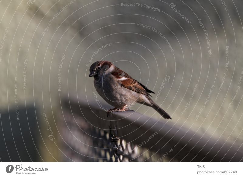 Spatz Tier Wildtier Vogel 1 beobachten warten frei Stadt Gelassenheit geduldig ruhig Selbstbeherrschung Freiheit einzigartig Selbstständigkeit Umwelt Natur Zaun