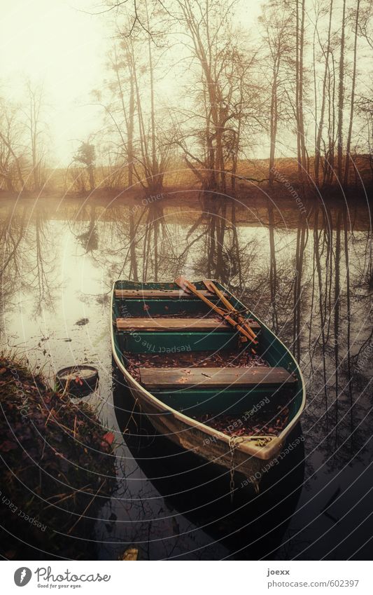 Ruhiger Fluß Natur Wasser Herbst Wetter Nebel Baum Flussufer Ruderboot Kahn alt braun gelb grün Romantik ruhig Identität Idylle Rhein Altrhein Farbfoto