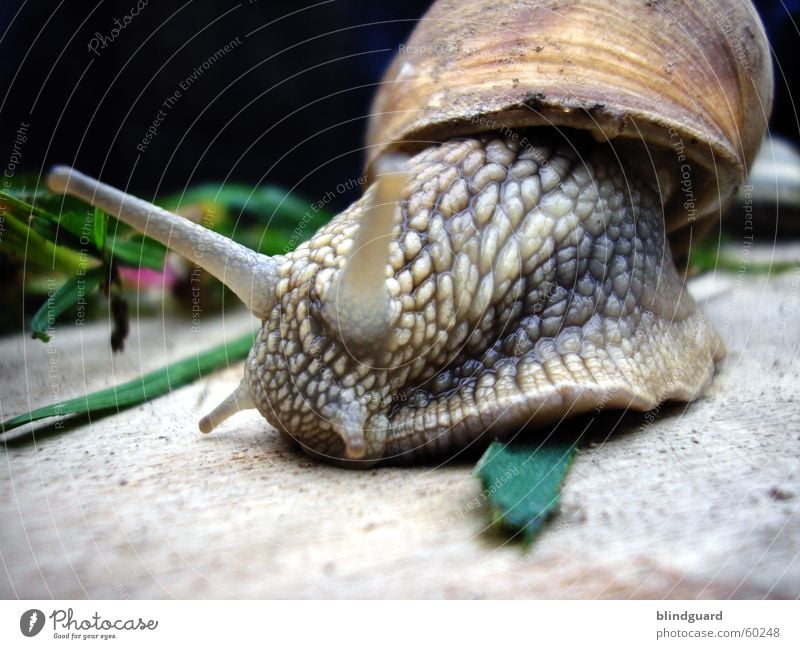 ich komm ja schon Weinbergschnecken Fühler Schleim Gras grün langsam anbiedern krabbeln grau braun Makroaufnahme Nahaufnahme Schnecke Garten Natur Bewegung