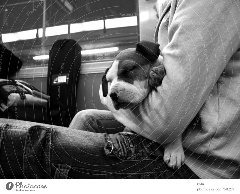 Sweet Dreams Hund Pfote schlafen U-Bahn Deutschland Germania Straßenbahn Tagtraum träumen Kuscheln Säugetier Schwarzweißfoto Sicherheit cane dog Fleck macchie