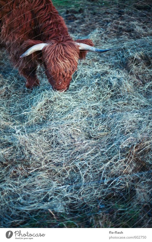 Vegetarier I Lebensmittel Fleisch Milcherzeugnisse Bioprodukte Vegetarische Ernährung Fasten Fastfood Gras Pelzmantel Fell Leder Vollbart Tier Nutztier Kuh 1