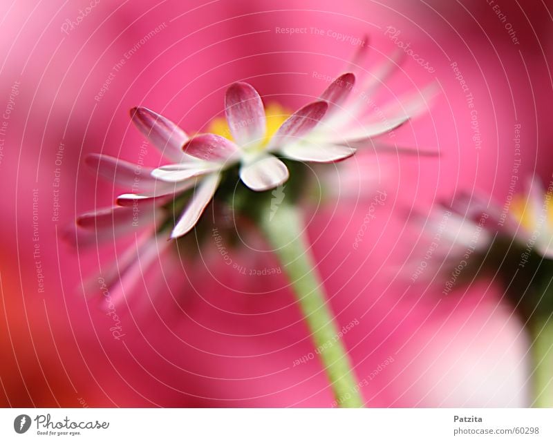 Pink Lady Gänseblümchen Blume Pflanze Wiese Gras rosa gelb grün rot weiß schön niedlich klein winzig zart Zärtlichkeiten Sommer Frühling Wolken frisch