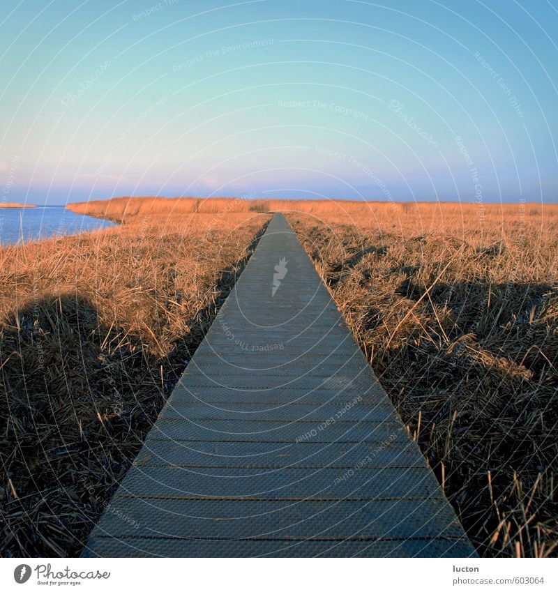 Steg am Meer im Schilf in Abendsonne Ferien & Urlaub & Reisen Ausflug Umwelt Natur Landschaft Wasser Himmel Sonne Sonnenaufgang Sonnenuntergang Winter