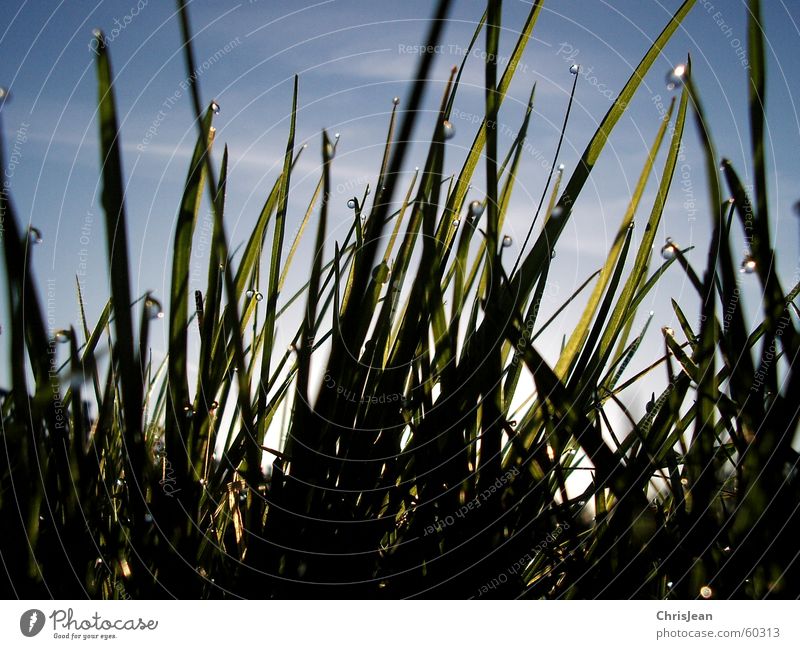 Titellos Leben Erholung Sommer Strand Natur Wassertropfen Himmel Frühling Wärme Gras Wiese festhalten hängen hell kalt nass blau grün Tau kleben Guten Morgen