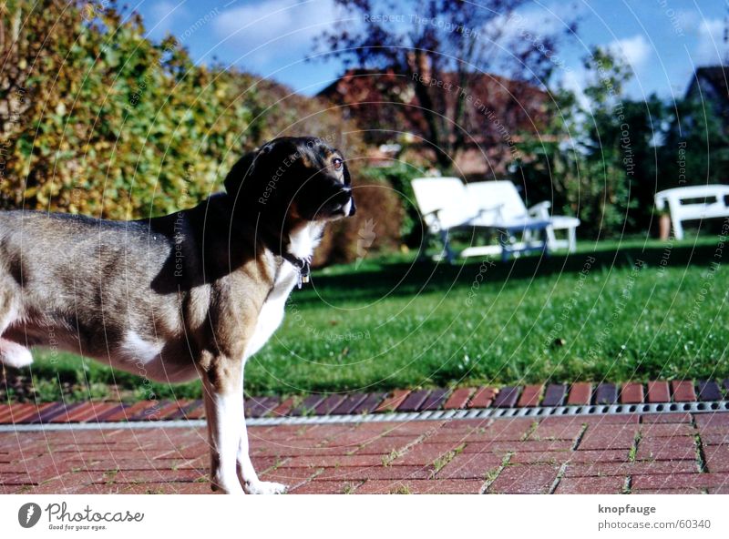 Charly Hund Sommer heiß Frühling Wolken grün Garten Himmel blau Schatten Pflanze