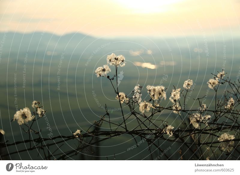 What a view Natur Landschaft Schönes Wetter Pflanze Waldrebe Clematis Flugsamen Samen Ranke hell schön weich blau weiß Stimmung Vorsicht Beginn Horizont