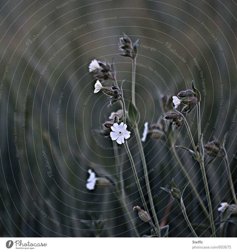 Lichtnelke am Wegesrand weiße Lichtnelke Wildblumen Wegrand Feldrand Nachtfalterblumen Feldblumen Blümchen Nachmittag Blumen Lichtpflanze Ackerrand