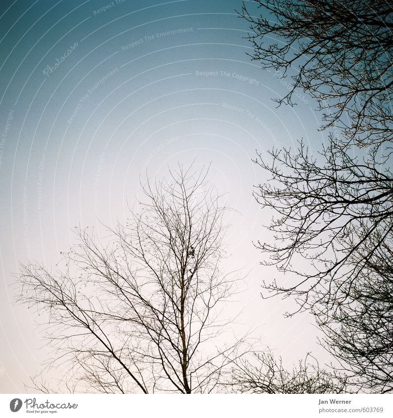 Frostig. Umwelt Natur Luft Himmel Wolkenloser Himmel Herbst Winter Klimawandel Wetter Eis Baum Blatt Wald fliegen frieren kalt blau Gefühle Stimmung