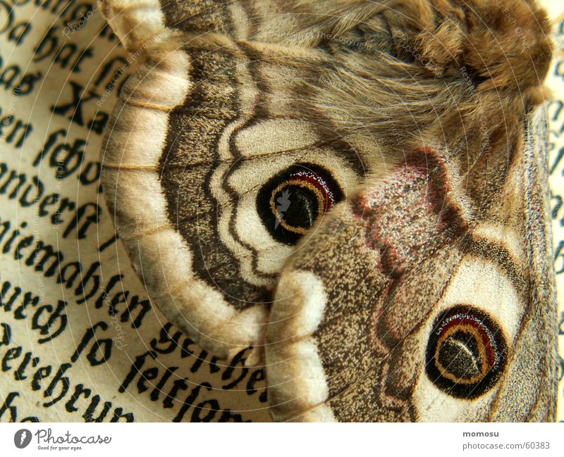 Detail Großes Nachtpfauenauge Schmetterling Buch Buchstaben lesen gelehrt Detailaufnahme Schriftzeichen alt