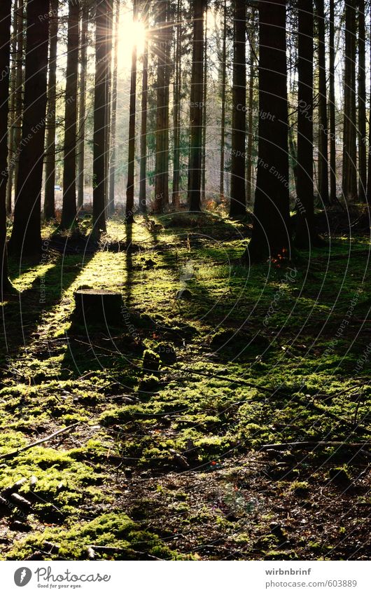 Licht und Schatten....... Umwelt Natur Sonne Winter Schönes Wetter Pflanze Baum Gras Moos Grünpflanze Wald Menschenleer Holz Erholung dunkel nachhaltig grün