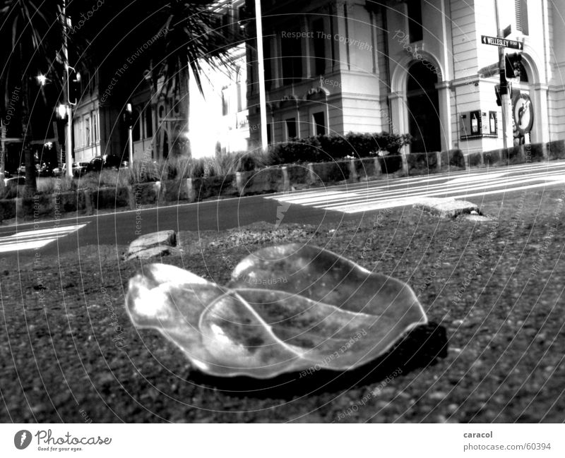 Ein Blatt am Wegrand Bürgersteig Licht schwarz weiß Verkehr Ampel Stadt Auckland leaf curb street Straße light black white traffic traffic light