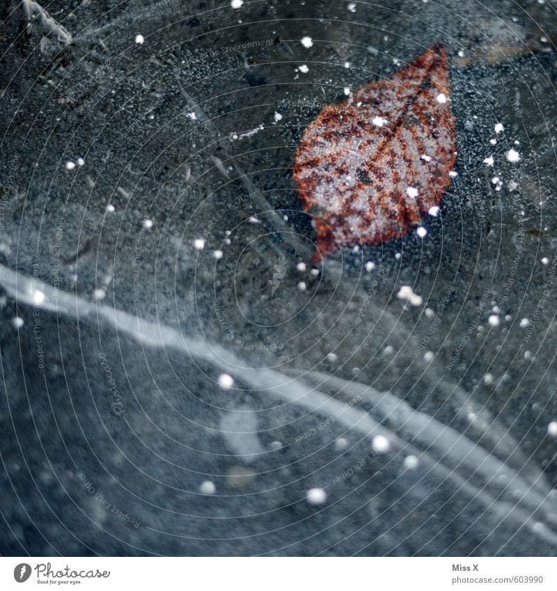 Konserviert bis zum Frühling Umwelt Natur Wasser Winter Wetter schlechtes Wetter Eis Frost Schnee Blatt kalt Raureif gefroren Pfütze Winterstimmung Herbstlaub