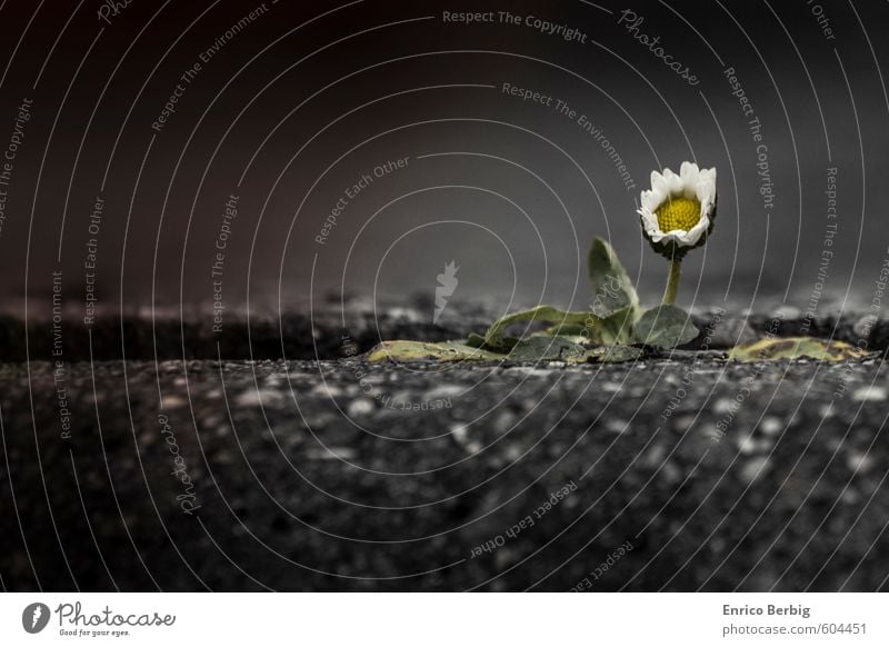 Blume in weiß und gelb (Gänseblümchen) Natur Frühling Pflanze Blüte Wildpflanze Straße Stein Unendlichkeit Kraft Gänseblume Bordsteinkante Farbfoto