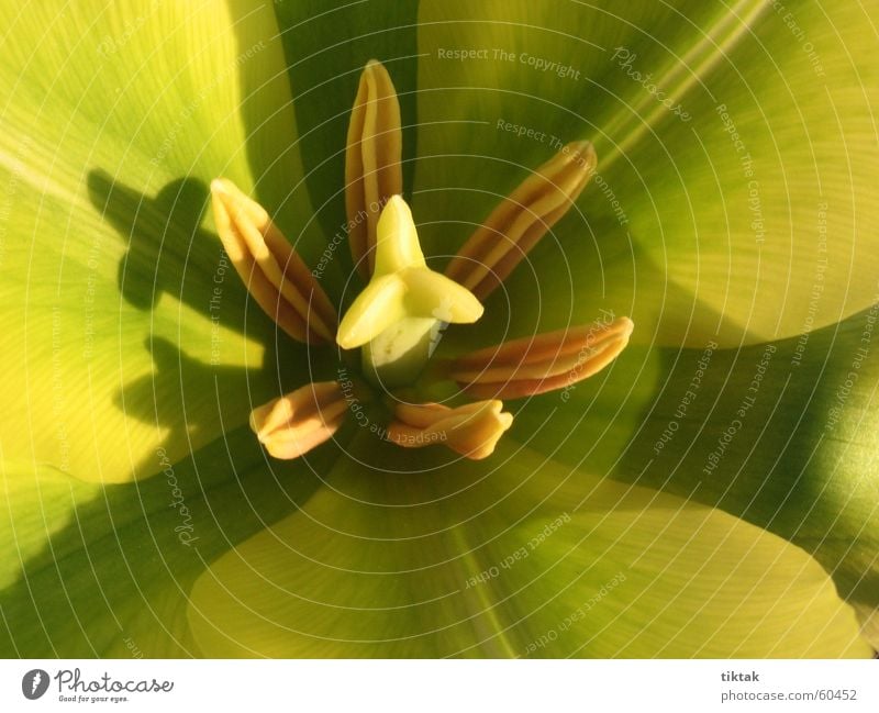 Blütenkelch Tulpe gelb grün Frühling entfalten offen Stempel Makroaufnahme