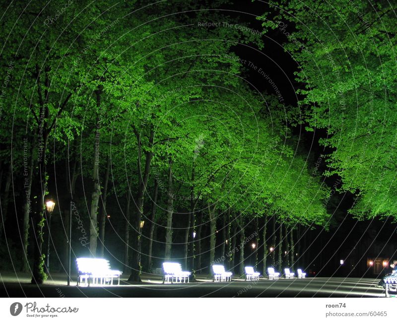 Neonbänke Hofgarten Neonbank Neonlicht Baum Nacht grün Düsseldorf Natur