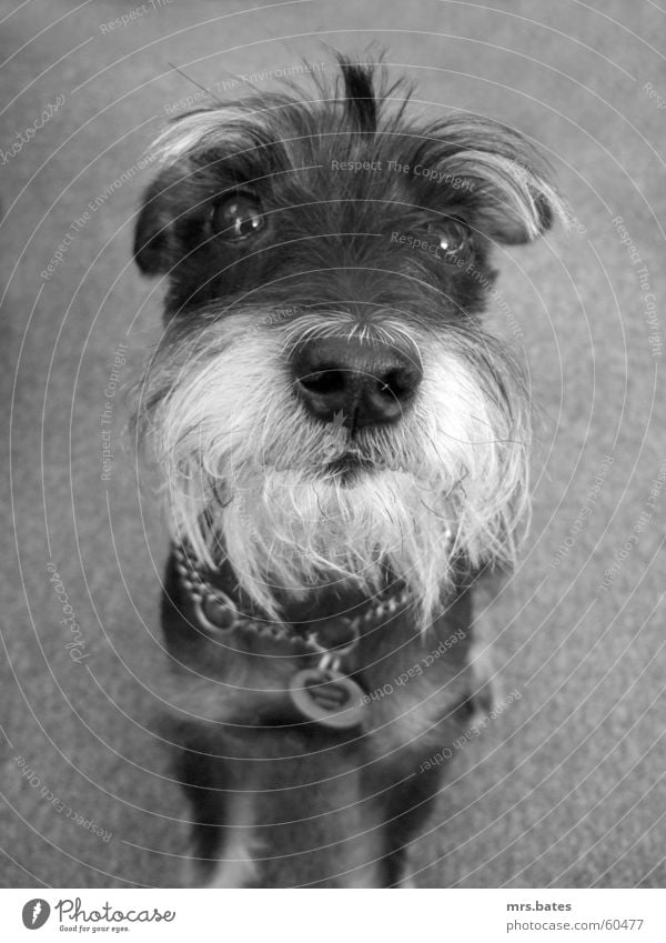 rudi Hund schnauzer Schwarzweißfoto