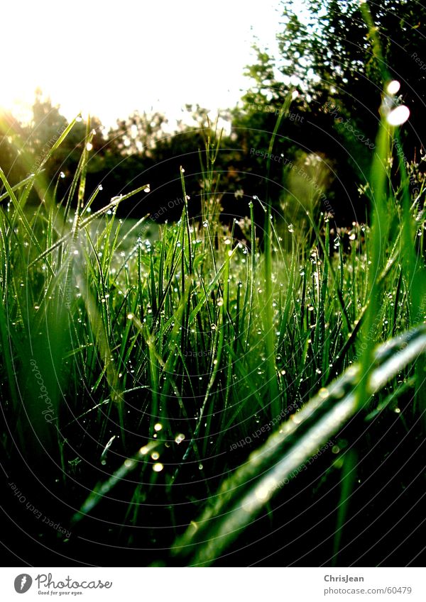 Morgentau Gras Tau Erholung baumeln ruhig Halm Wiese stehen vertikal Sonnenaufgang Naturliebe grün Sonnenstrahlen Licht Hintergrundbild Baum Sträucher Pflanze