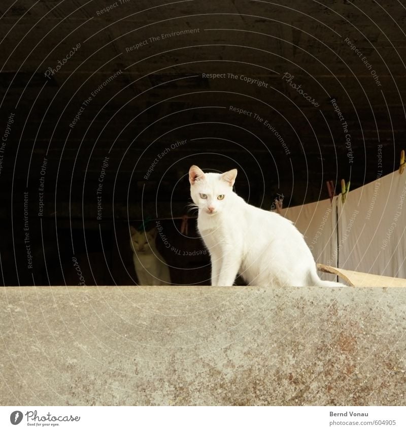 Waschtag liapades Korfu Dorf Mauer Wand Katze 2 Tier schön weiß schwarz grau Wäscheleine Wäscheklammern Beton sitzen Linie Armut einfach Farbfoto Außenaufnahme