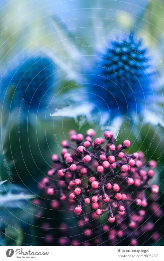 Hello again. Pflanze Blume Blüte exotisch wild rosa Farbe Natur Distel Distelblüte Pflanzenteile Blumenstrauß Unschärfe mehrfarbig Farbfoto Innenaufnahme