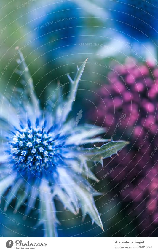 * Pflanze Grünpflanze Blumenstrauß natürlich blau rosa Farbe Natur Distel Distelrosette Farbfoto Außenaufnahme Makroaufnahme