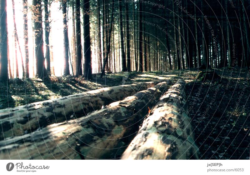 Licht ins Dunkle Baum Sonnenstrahlen Wald Baumstamm Fußweg