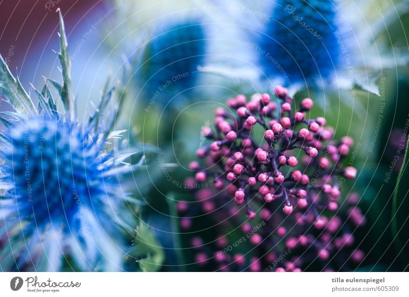 ooo Pflanze Blume Sträucher Blatt Blüte exotisch Garten Blumenstrauß Blühend natürlich Originalität rund schön Spitze stachelig blau rosa Farbe Natur Distel