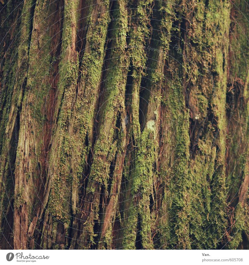 wir werden alle nicht jünger Natur Pflanze Baum Moos Baumrinde alt braun grün Riss Farbfoto Gedeckte Farben Außenaufnahme Detailaufnahme Menschenleer Tag