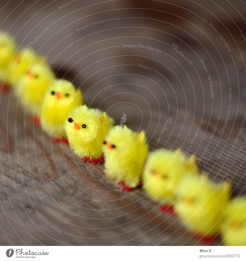 __Soldat Ostern Sitzung Team Tier Vogel Tiergruppe Tierjunges stehen gelb Gefühle Stimmung diszipliniert standhaft Kraft Teamwork Zusammenhalt Osterküken Küken