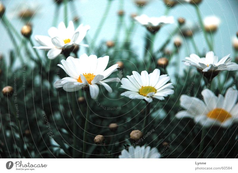 Blumentopf weiß Blüte grün gelb Frühling Stengel Blütenknospen blau Blühend