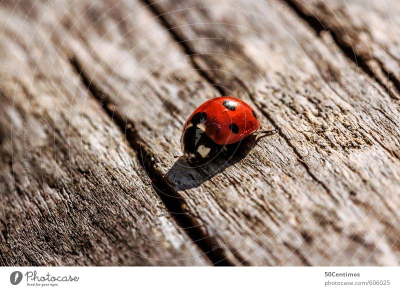 Marienkäfer auf dem Holztisch Zoo Tier Käfer 1 Natur Farbfoto Außenaufnahme Makroaufnahme Tierporträt