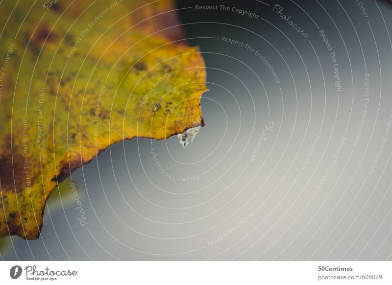 Braun Gelbes Herbstblatt Umwelt Pflanze Blatt fallen ruhig Farbfoto Gedeckte Farben Detailaufnahme Makroaufnahme