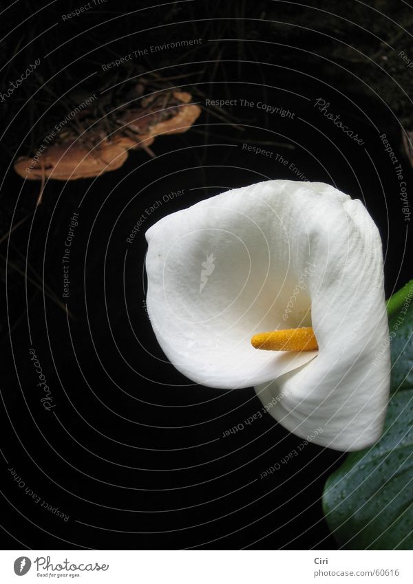 Calla im Wald Südafrika herzförmig Baumstumpf Hüllblatt Wiesenblume Baumpilz Waldblume Blütenblatt Blume Pflanze Holz Afrika Makroaufnahme Nahaufnahme Pilz